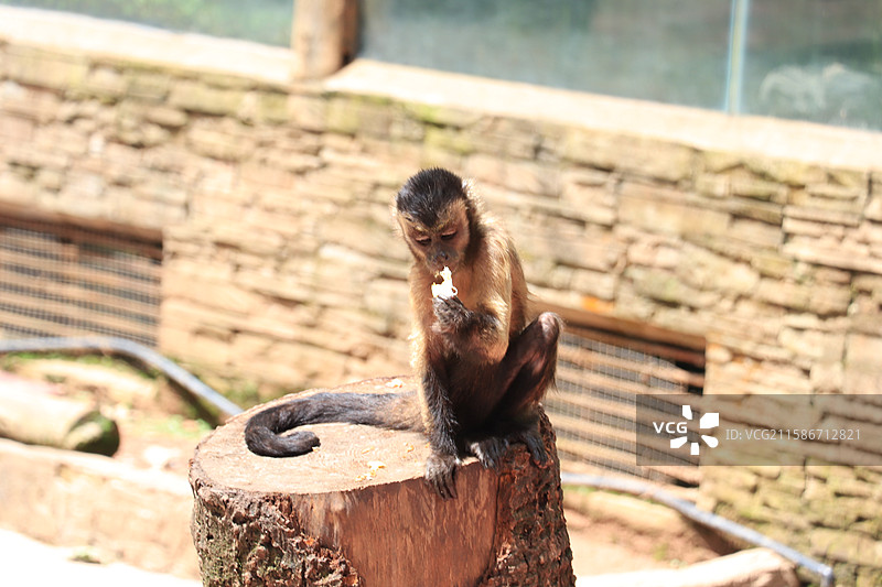 雅安碧峰峡野生动物园-黑帽悬猴图片素材
