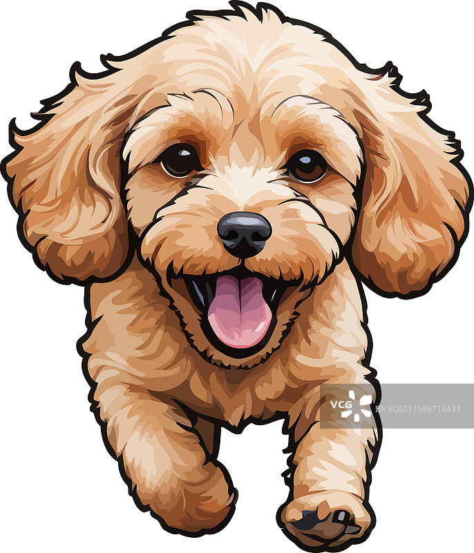 毛茸茸的杏色可卡犬图片素材