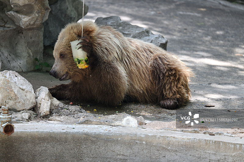 棕熊，嬉戏、吃零食的棕熊，熊大，熊二，动物主题，上海动物园图片素材