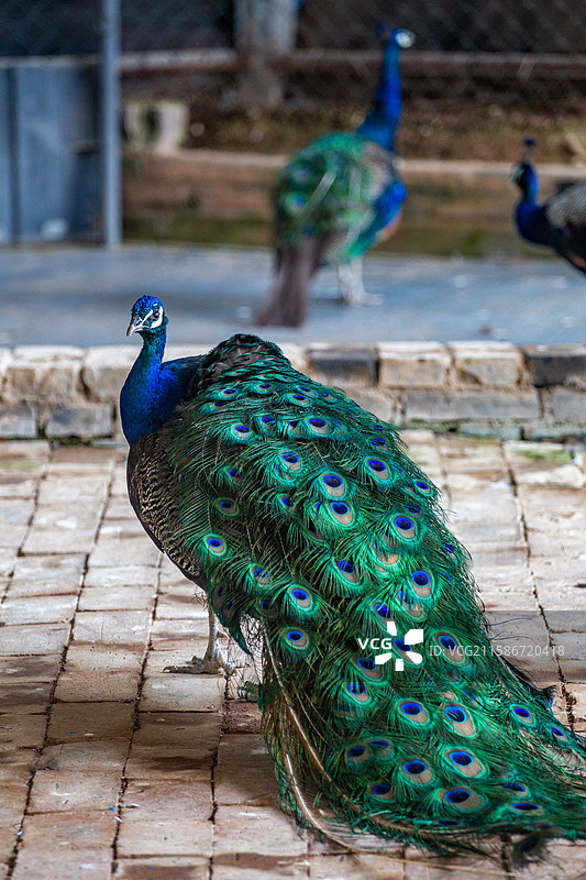四川省绵阳市户外人工喂养的孔雀图片素材