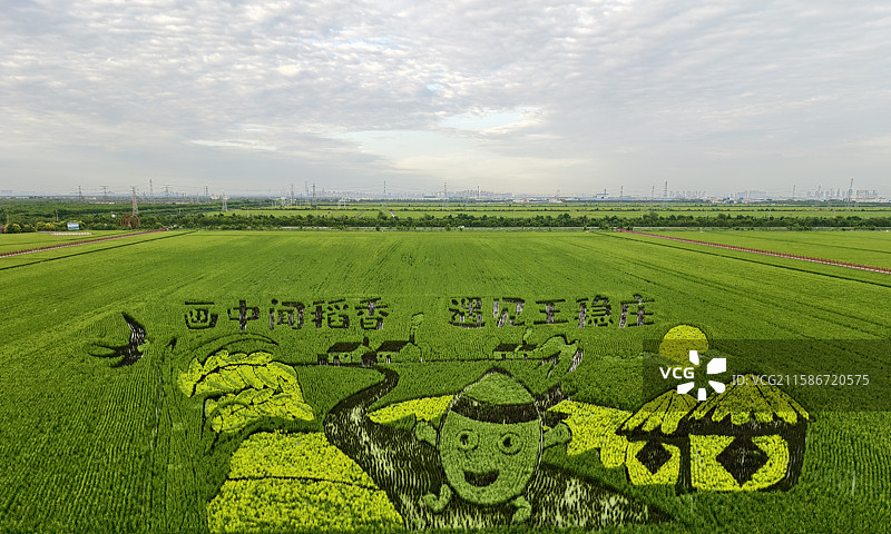 2025年王稳庄镇绿廊稻田画图片素材