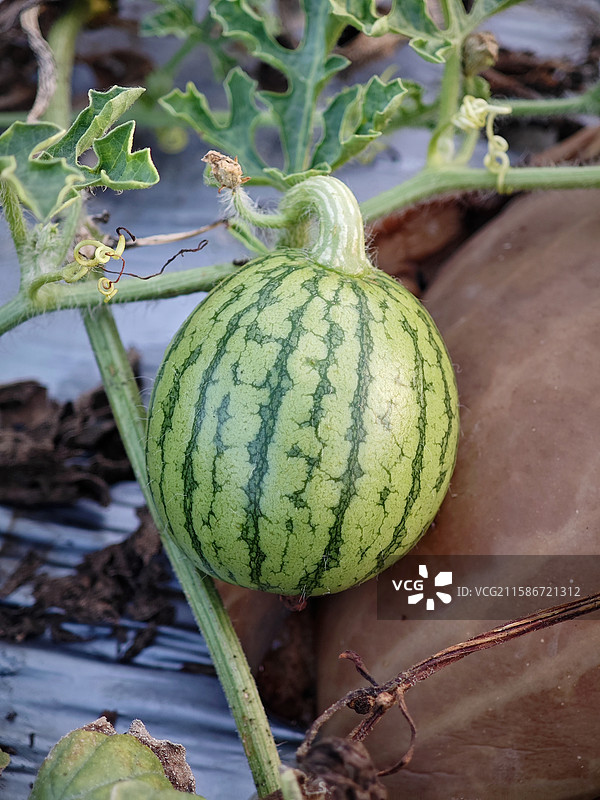 植物上生长的西瓜特写镜头图片素材