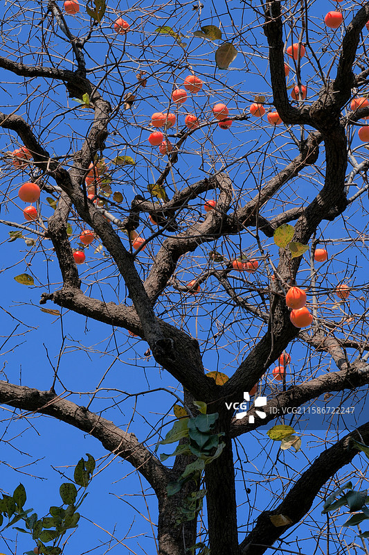 深山山村秋天蓝天红柿子树。留白设计素材。高清风景背景图图片素材