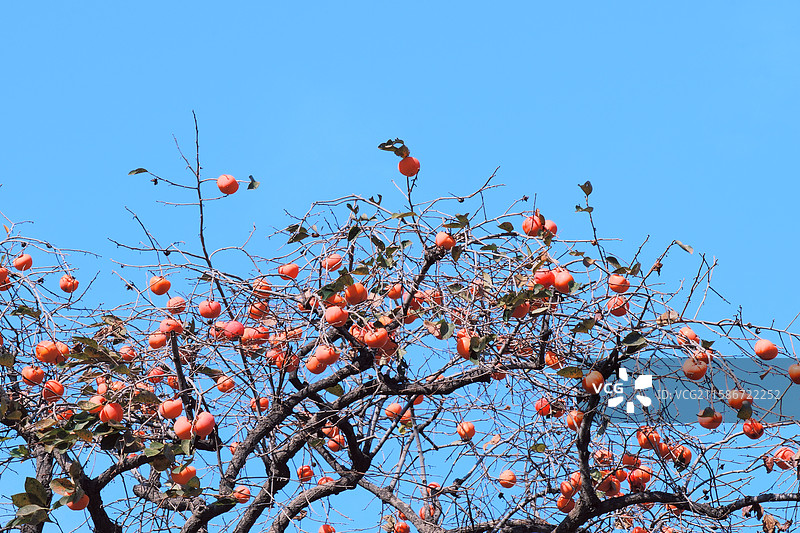 深山山村秋天蓝天红柿子树。留白设计素材。高清风景背景图图片素材