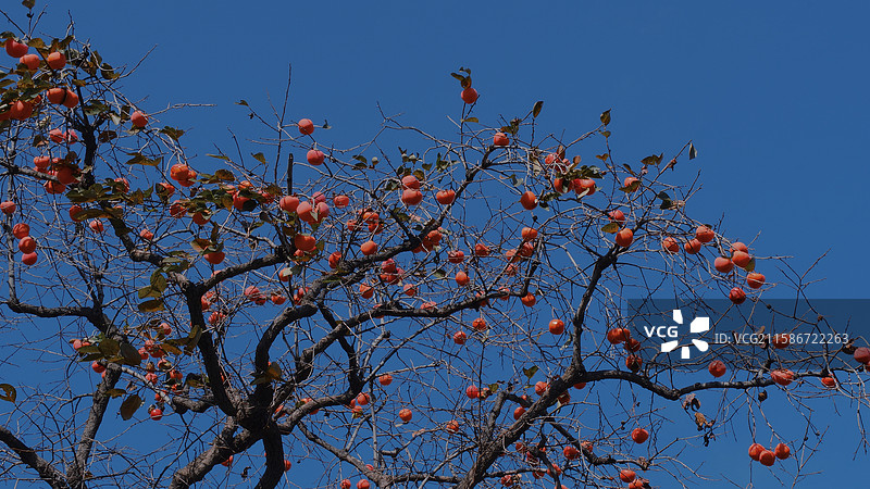 深山山村秋天蓝天红柿子树。留白设计素材。高清风景背景图图片素材