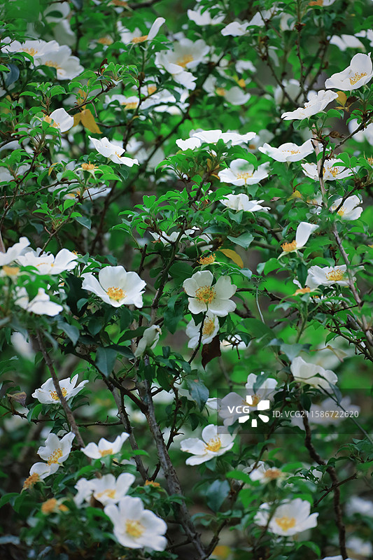 江南苏州常熟三峰清凉禅寺金樱子图片素材