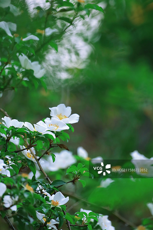 江南苏州常熟三峰清凉禅寺金樱子图片素材