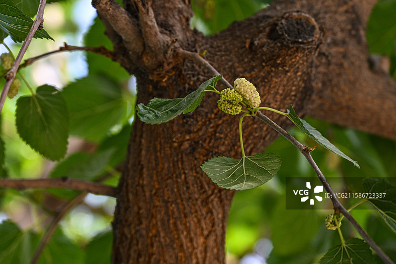 白色桑葚图片素材