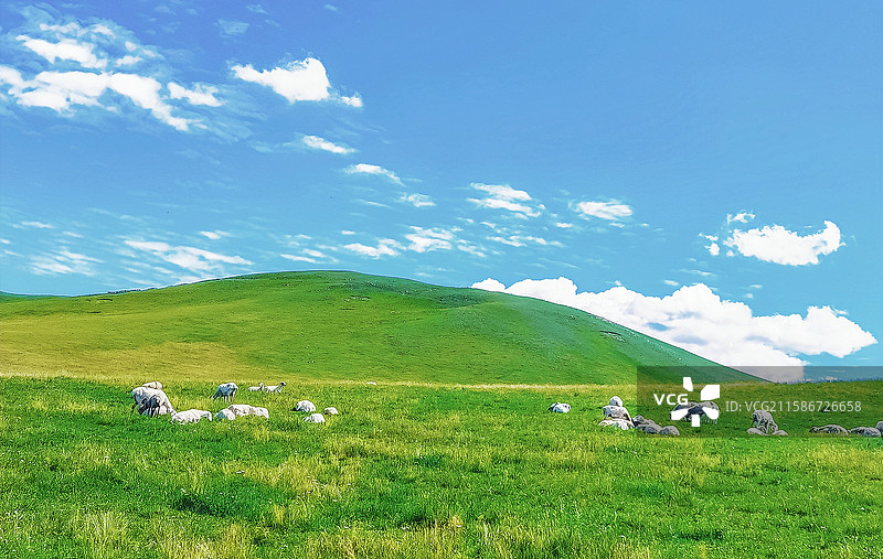 草原羊儿的乐园图片素材