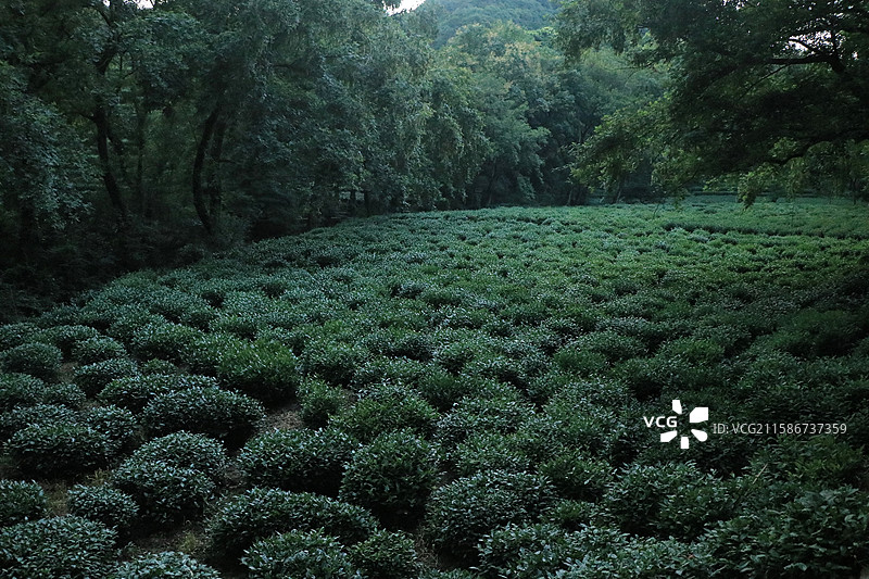 杭州西湖龙井村茶园图片素材