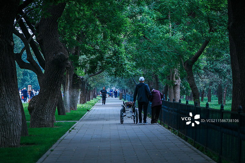 天坛夏季雨天的绿意盎然图片素材