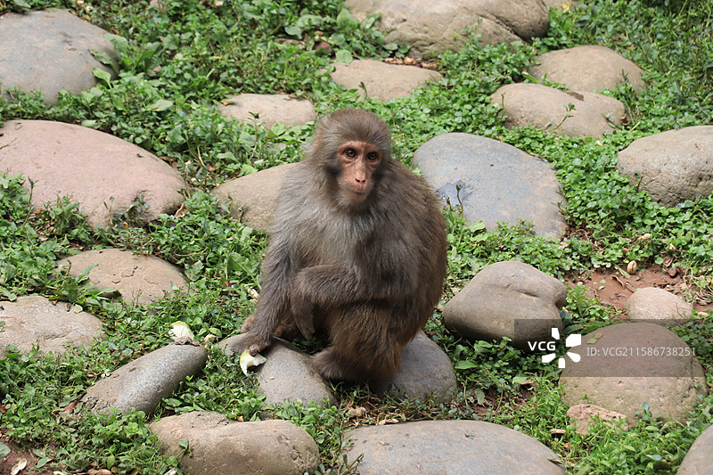 雅安碧峰峡野生动物园猴子沟-猕猴图片素材