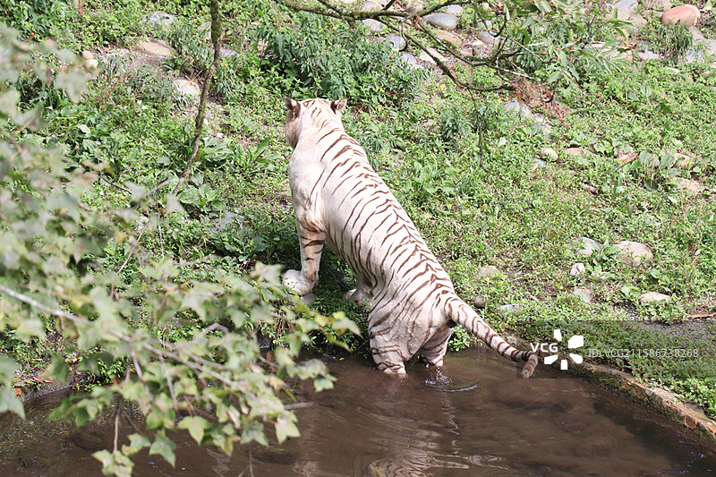 雅安碧峰峡野生动物园-东北白虎图片素材