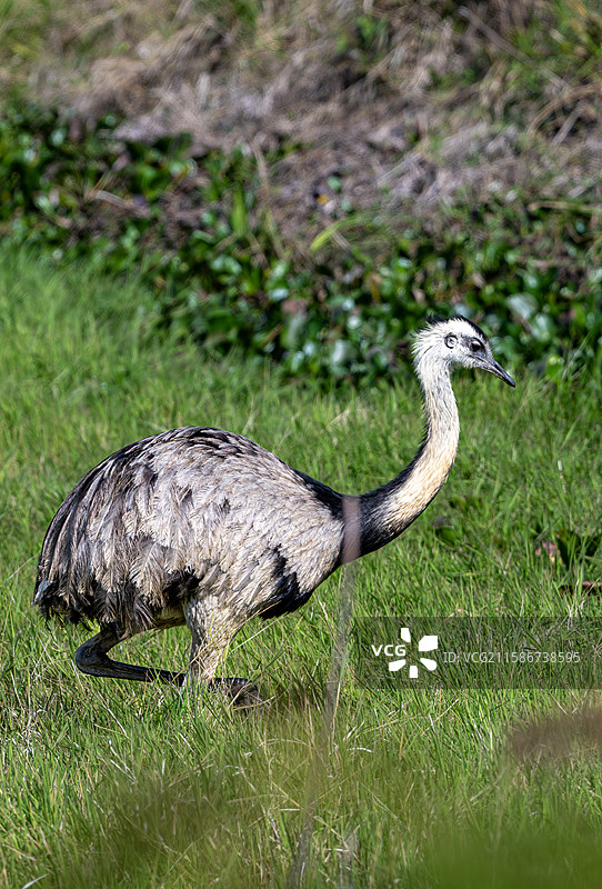 巴西潘塔纳尔湿地 美洲鸵鸟图片素材