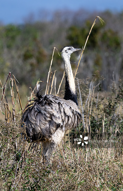 巴西潘塔纳尔湿地 美洲鸵鸟图片素材