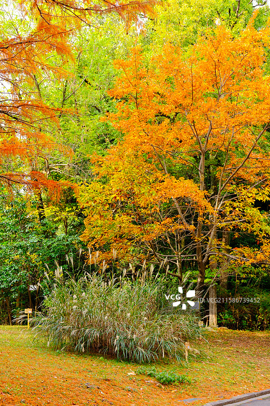 大阪的万博纪念公园图片素材