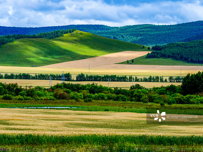 内蒙古额尔古纳麦田金色田野和绿色森林图片素材