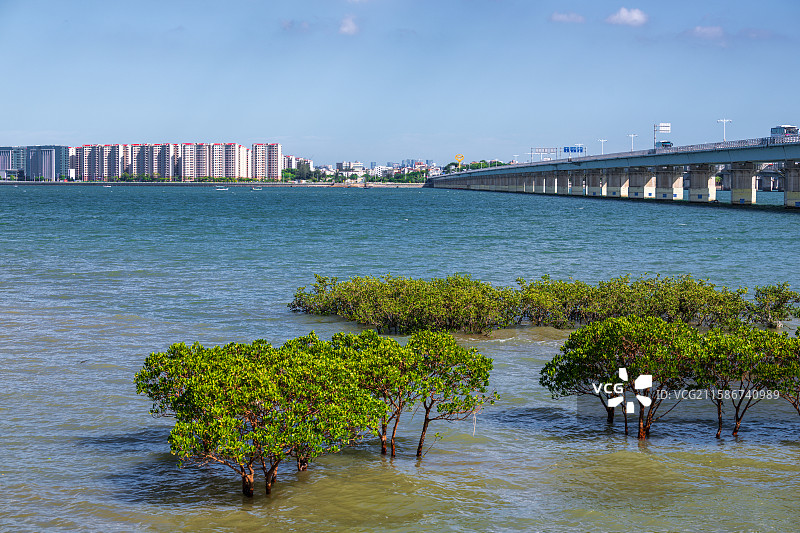 福建省厦门市厦门大桥与红树林湿地图片素材