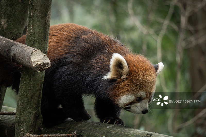 熊猫谷图片素材