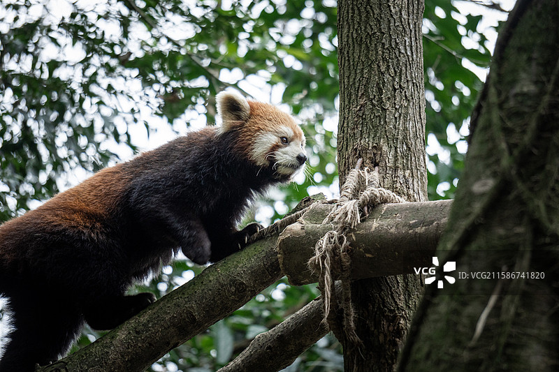 熊猫谷图片素材