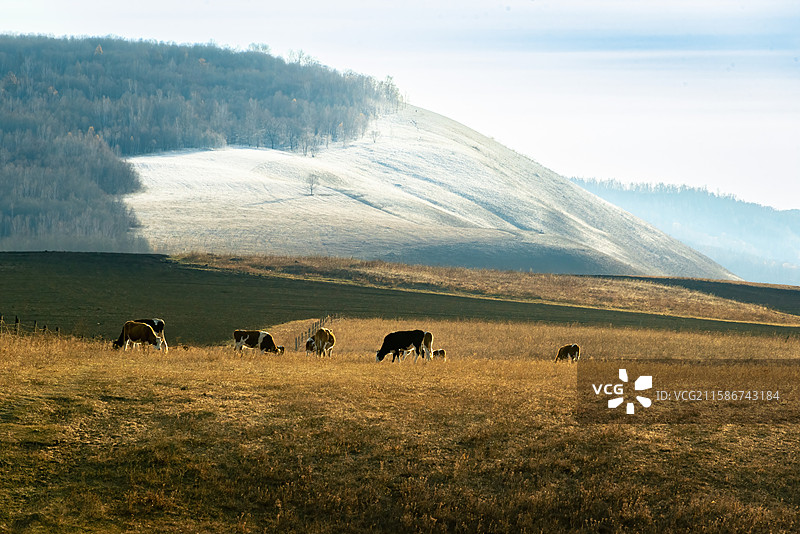 黑白相间奶牛在雪地田野悠闲吃草，阳光照耀下的临江屯宁静美丽。图片素材