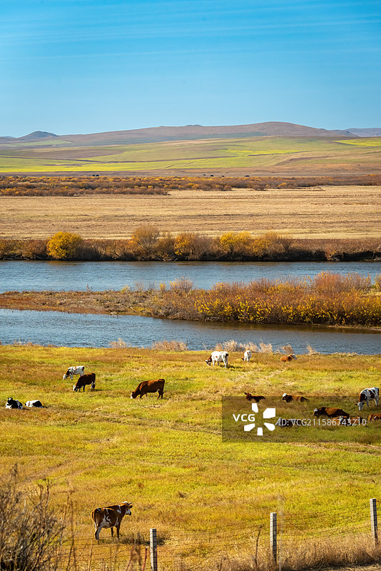 秋日室韦临江屯中俄界河额尔古纳河河畔，牛群悠闲，河流蜿蜒，芦苇金黄，蓝天白云映衬。图片素材