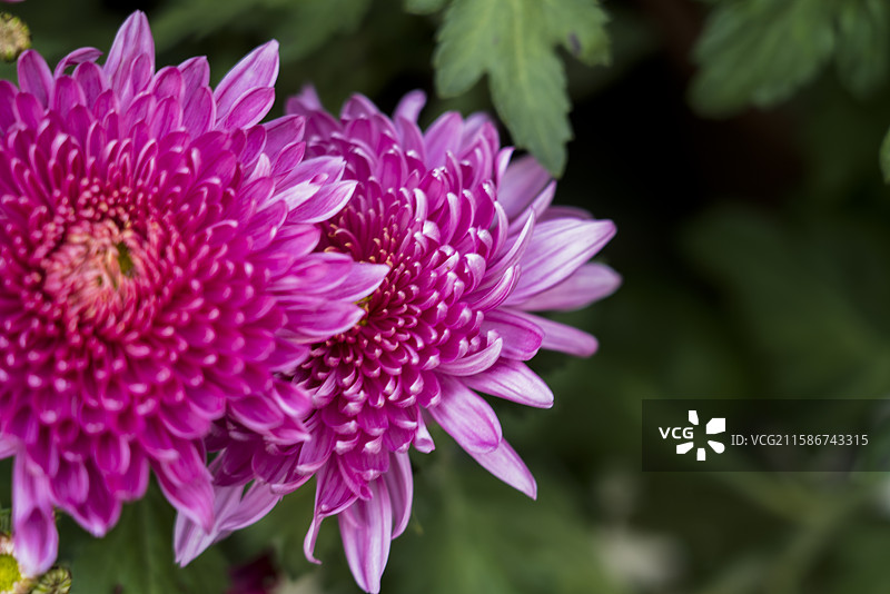 泰山花海秋色浓图片素材