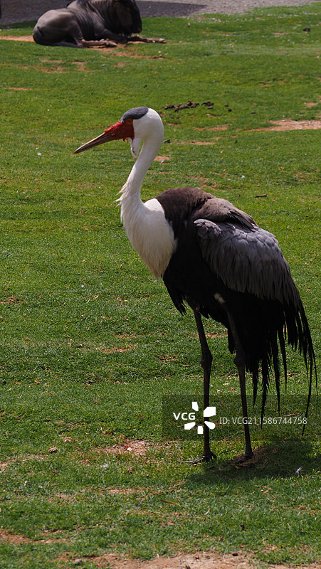 秃鹳 摄于广州长隆野生动物世界图片素材