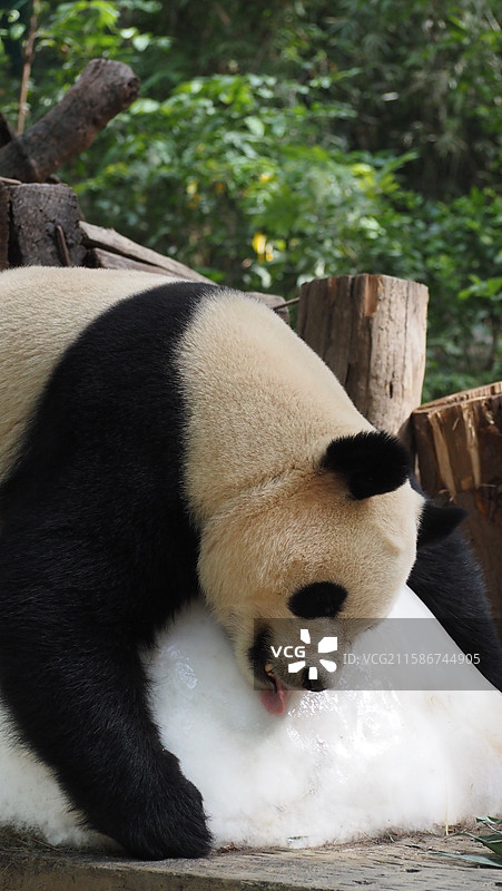 广州长隆野生动物世界 大熊猫 国庆图片素材
