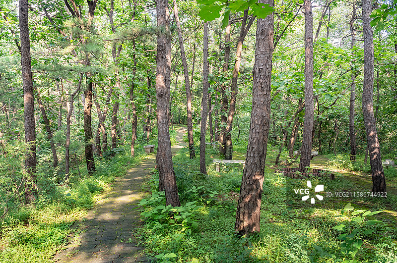 北京昌平大杨山国家森林公园栎树林登山步道图片素材