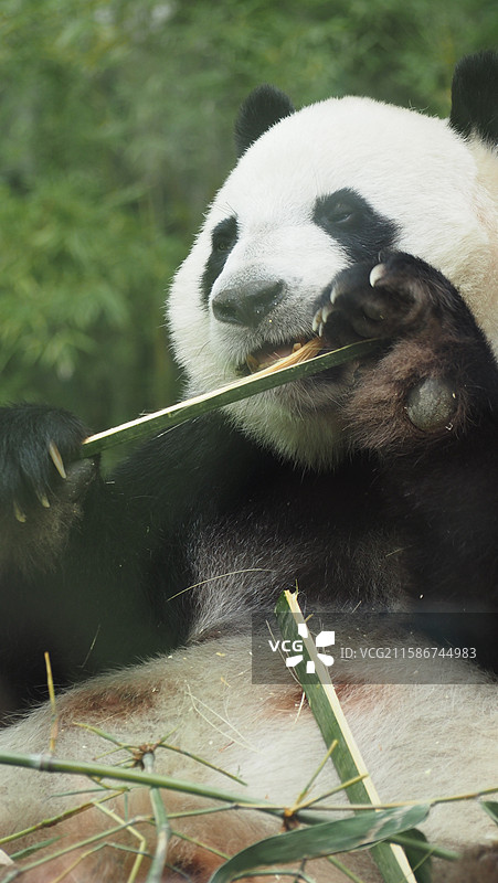 广州长隆野生动物世界 大熊猫 萌萌图片素材