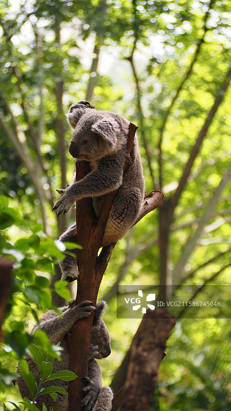 广州长隆野生动物世界 考拉 树袋熊图片素材