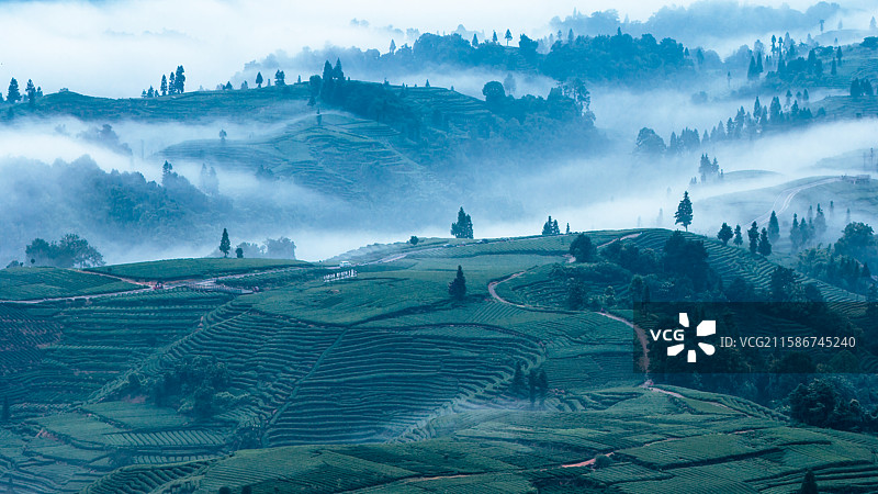 四川雅安云雾中的茶园图片素材
