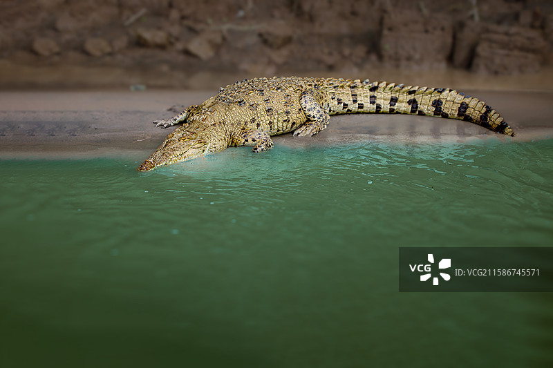 南美鳄鱼图片素材