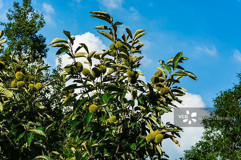 信阳板栗图片素材