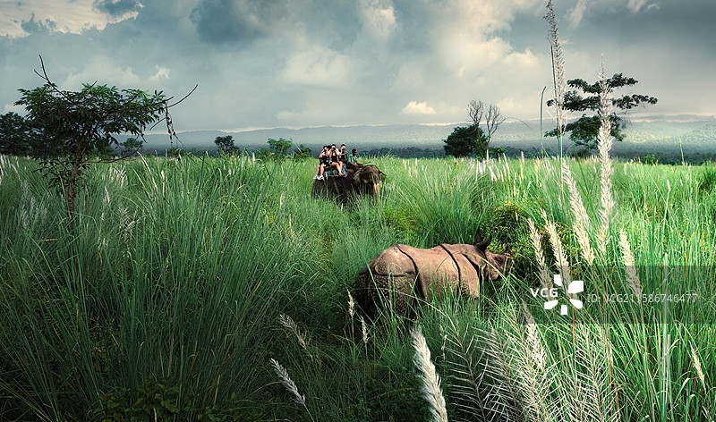当大象遇到犀牛|Jungle Safari in Chitwan National Park图片素材