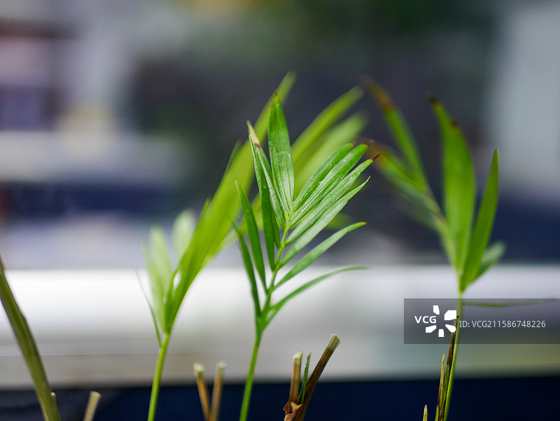 袖珍椰子盆栽图片素材