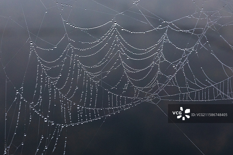 蜘蛛网图片素材