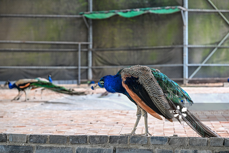 四川省绵阳市户外人工喂养的孔雀图片素材