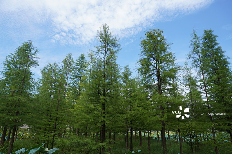 绿色的落羽杉也很好看呢～图片素材