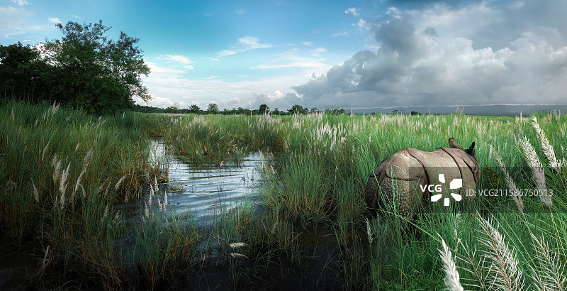 沼泽地里的犀牛A rhino in Chitwan National Park,Nepal图片素材