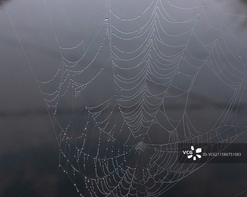 蜘蛛网图片素材
