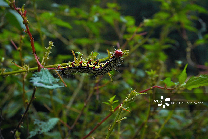 正在吃饭的毛毛虫图片素材