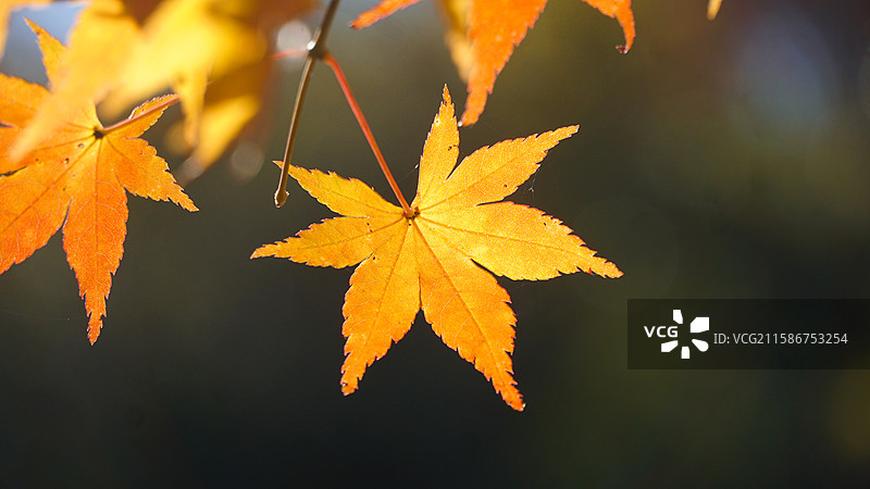 秋天枫叶风景图片素材