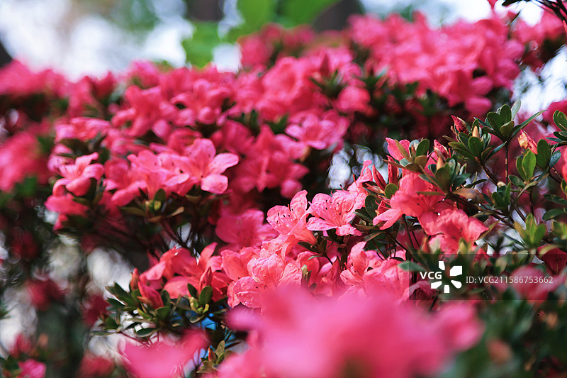 江南无锡5A景区惠山古镇锡惠名胜区杜鹃花图片素材