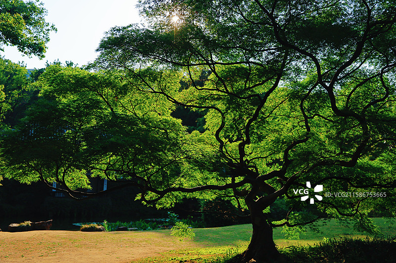 江南无锡5A景区惠山古镇锡惠名胜区杜鹃园图片素材