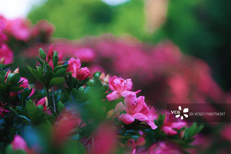 江南无锡5A景区惠山古镇锡惠名胜区杜鹃花图片素材