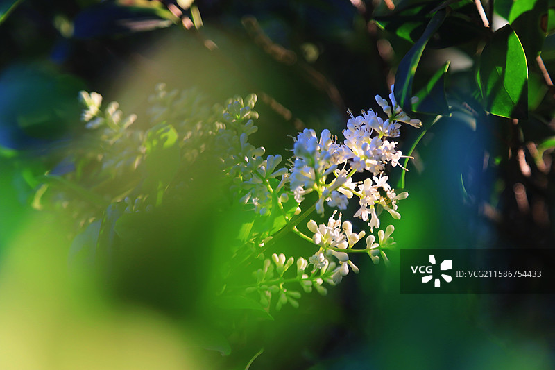 江南无锡5A景区惠山古镇锡惠名胜区女贞花图片素材