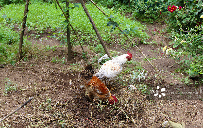 农场里的公鸡，尼泊尔EBC徒步图片素材