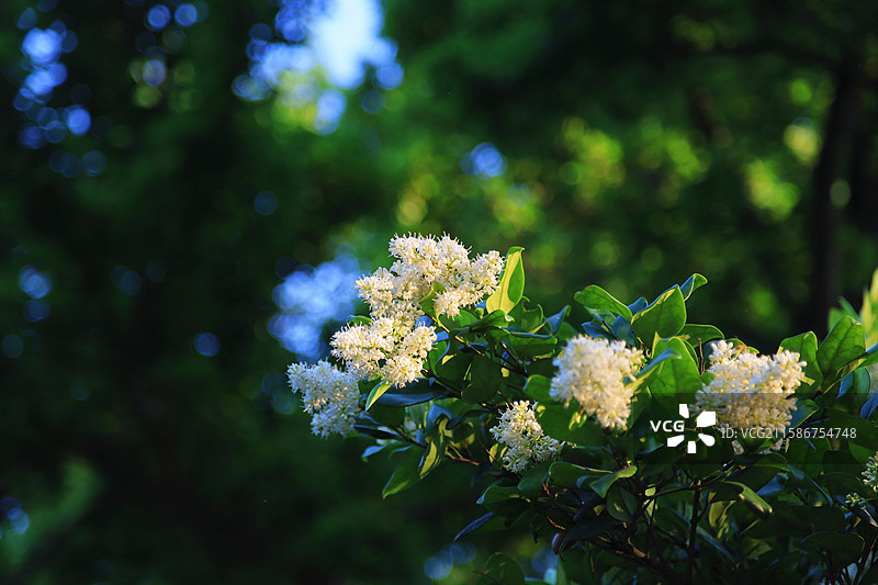 江南无锡5A景区惠山古镇锡惠名胜区女贞花图片素材
